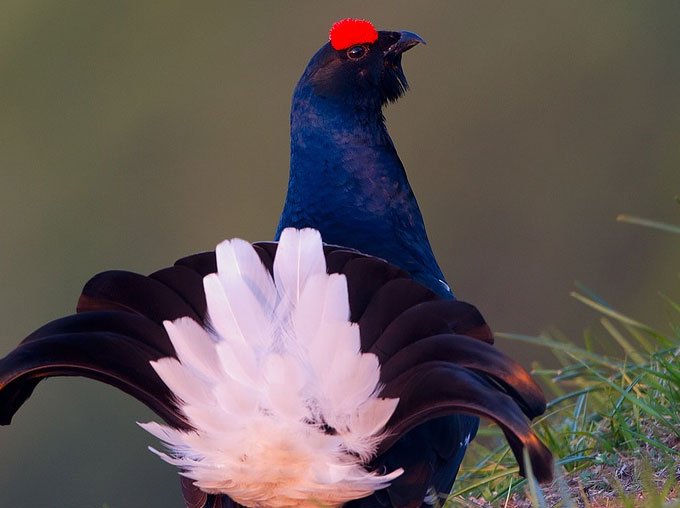 LE COCK AU VIN