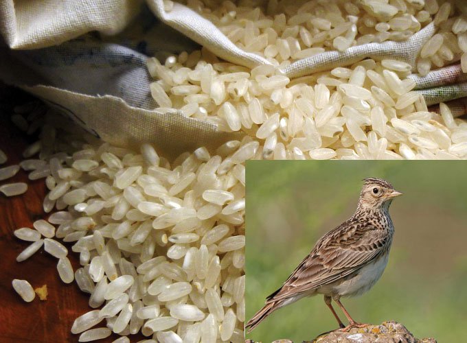 RISOTTO ALLE ALLODOLE