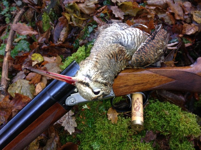 Beccaccia e doppietta cal. 16 Beretta 426 e cartuccia cartone piombo 8 27gr B&P Gigante