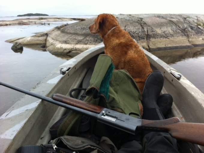 My Lab and my 1953 A5 Browning 